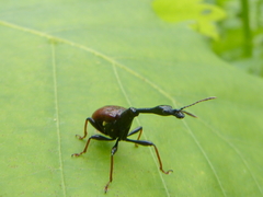 Paracycnotrachelus chinensis