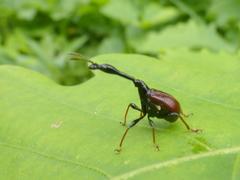 Paracycnotrachelus chinensis