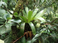 Glomeropitcairnia erectiflora