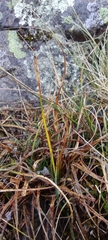 Carex meridensis