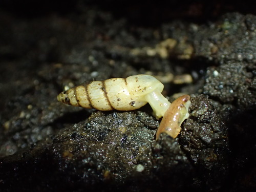 Allopeas micra observed 2016-09-23