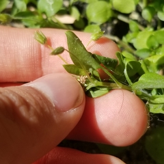 Stellaria