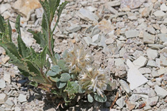 Chamaechaenactis scaposa