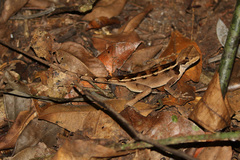 Enyalius catenatus