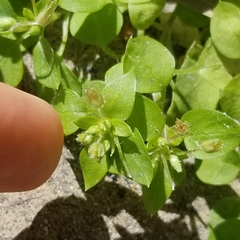 Stellaria