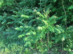 Ailanthus altissima