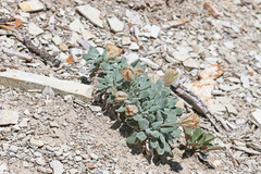 Chamaechaenactis scaposa