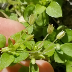Stellaria