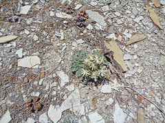 Chamaechaenactis scaposa