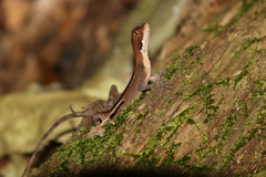Enyalius catenatus