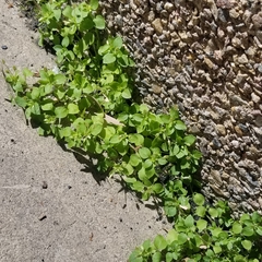 Stellaria