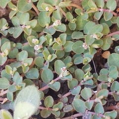 Euphorbia serpens
