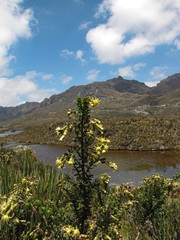 Monticalia arbutifolia