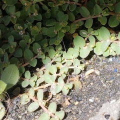 Euphorbia serpens