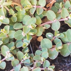 Euphorbia serpens