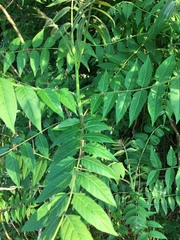 Ailanthus altissima