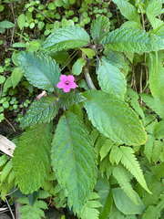 Chrysothemis melittifolia