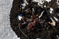 Petrosedum ochroleucum