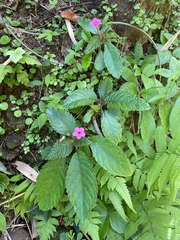 Chrysothemis melittifolia