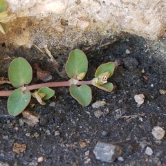Euphorbia serpens