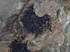 Phyllostomus hastatus