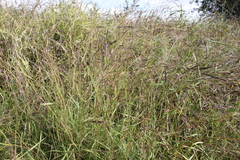 Dichanthium aristatum