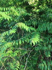 Ailanthus altissima