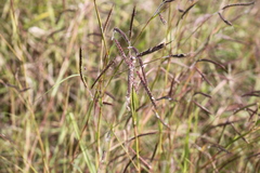 Dichanthium aristatum