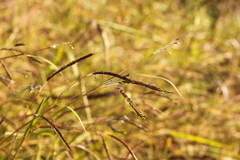 Dichanthium aristatum