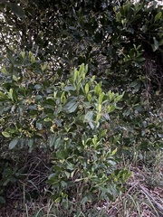 Acronychia imperforata