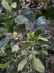 Acronychia imperforata