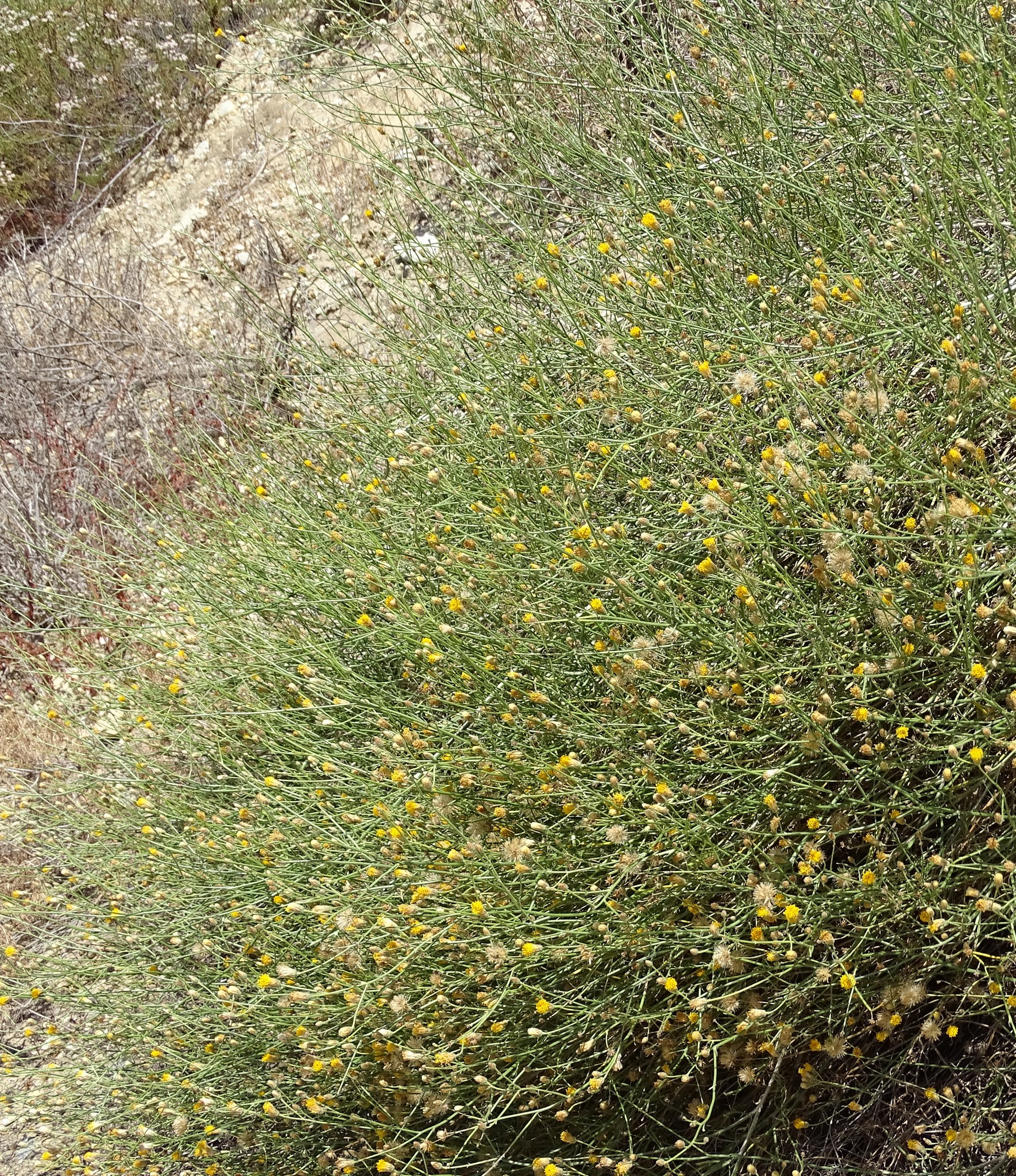 Bebbia juncea var. aspera
