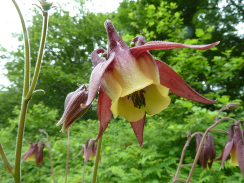 Image of Aquilegia oxysepala by (c) Andreas Taeger, some rights reserved (CC BY)