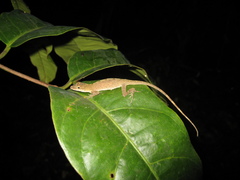 Anolis fuscoauratus