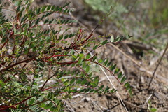 Astragalus douglasii
