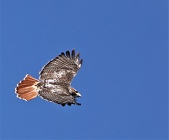 Buteo jamaicensis
