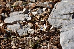 Colchicum hungaricum