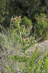 Cirsium barnebyi