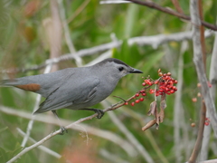 Dumetella carolinensis image