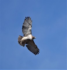 Buteo jamaicensis