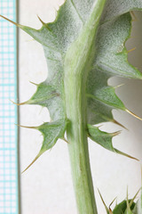 Cirsium barnebyi