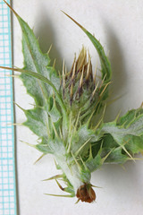 Cirsium barnebyi
