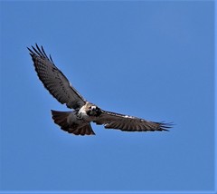 Buteo jamaicensis