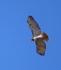 Buteo jamaicensis