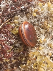 Macropsychanthus comosus