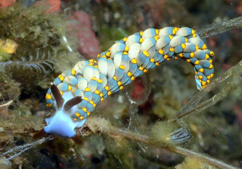 Tenellia bughaw