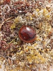 Macropsychanthus comosus