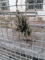Tillandsia capillaris