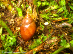 Bocourtia aequatoria