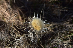 Carlina acaulis